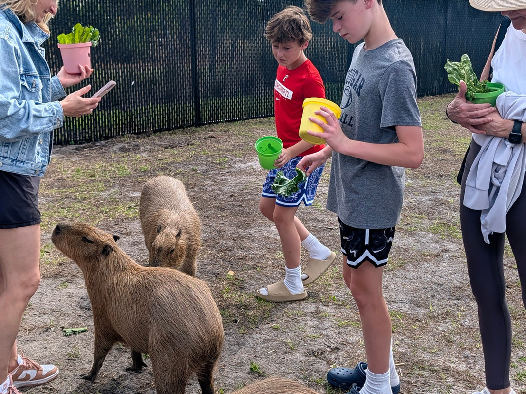 Happy Capys Capybara Experiences-恩格尔伍德必去景点