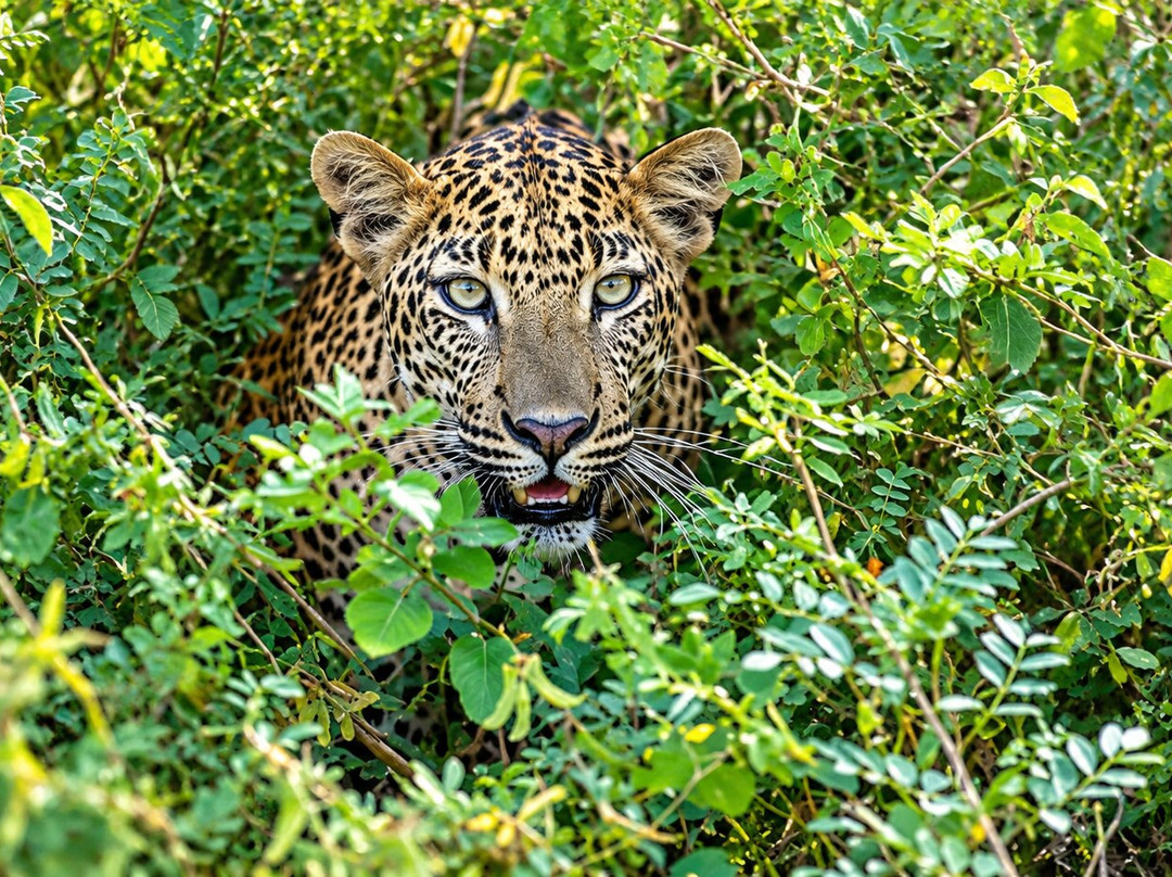Yala Osha Safari-蒂瑟默哈拉默必去景点