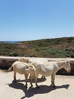 Parco nazionale dell`Asinara-Asinara必去景点