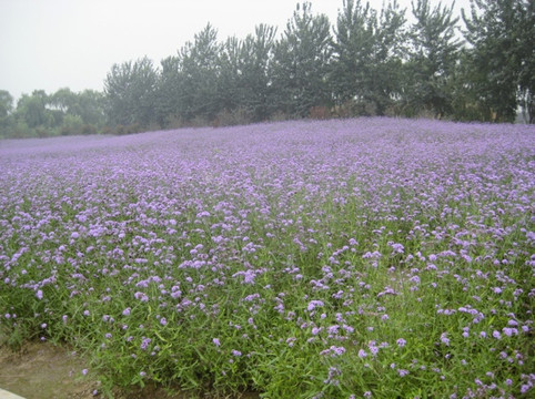 蓝调薰衣草庄园-北京市必去景点