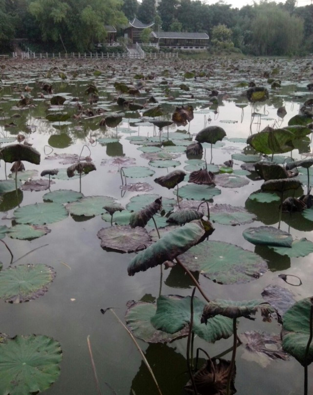 狮山公园景点图片