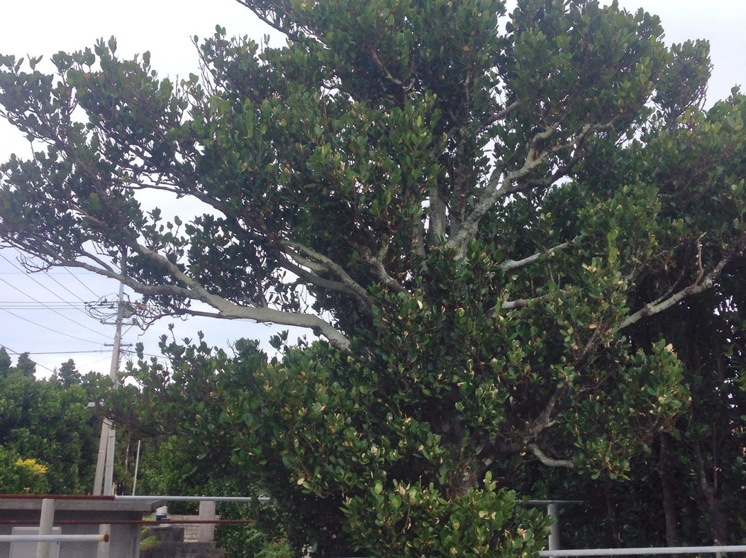 Fuku Tree Group景点图片
