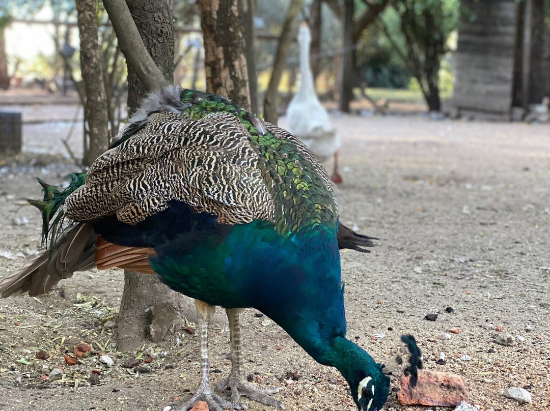 La India - Somos Naturaleza-Florida必去景点