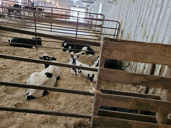 Mapleton's Organic Dairy景点图片
