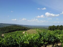 Vignoble Art Mas景点图片