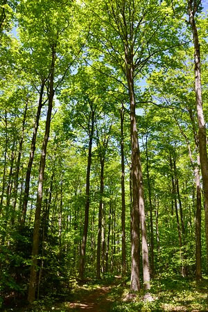 Nottawasaga Bluffs Conservation Area景点图片