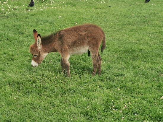 Ardmore Open Farm & Mini Zoo-Ardmore必去景点
