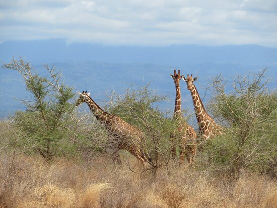 Meru National Park KENYA-Meru National Park必去景点