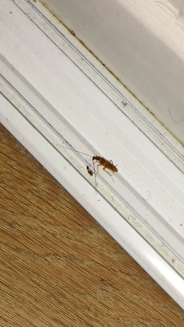 樱桃瓦朗斯酒店-客卧