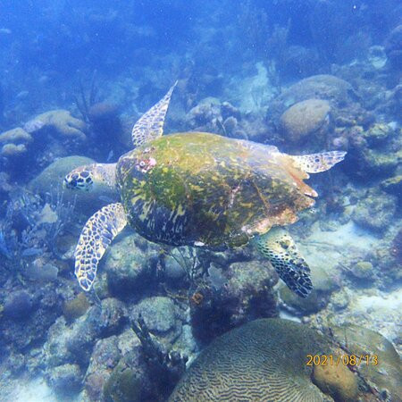 Seahorse Divers Barbados-奥伊斯廷斯必去景点