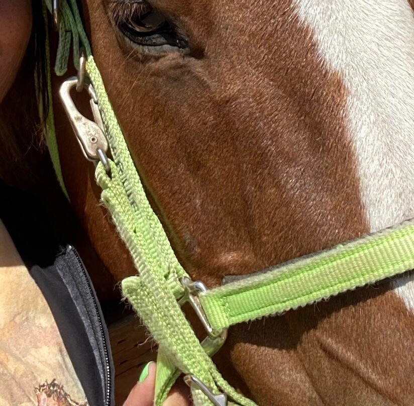 Green Acres Beach & Trail Rides-太平洋城必去景点