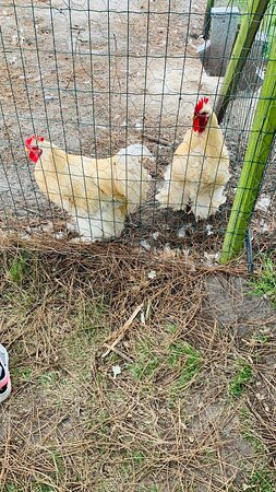 Animalia Parc-Naujac-sur-Mer必去景点