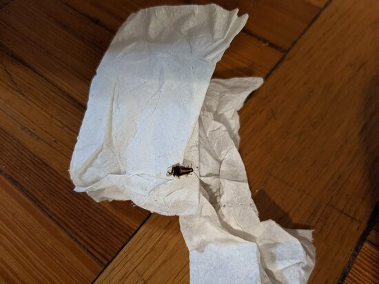 圣安东尼奥阿拉莫靛蓝酒店主图