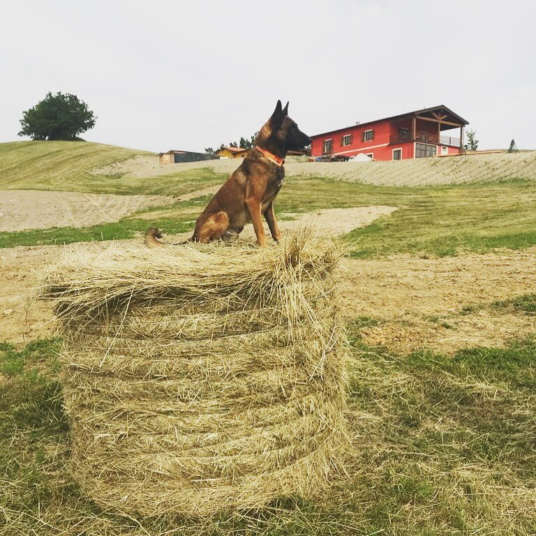 Azienda Agricola Saint Hubert