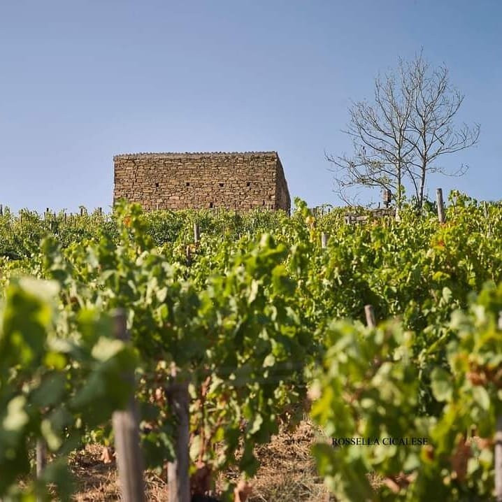 Azienda Agricola Rossella Cicalese景点图片