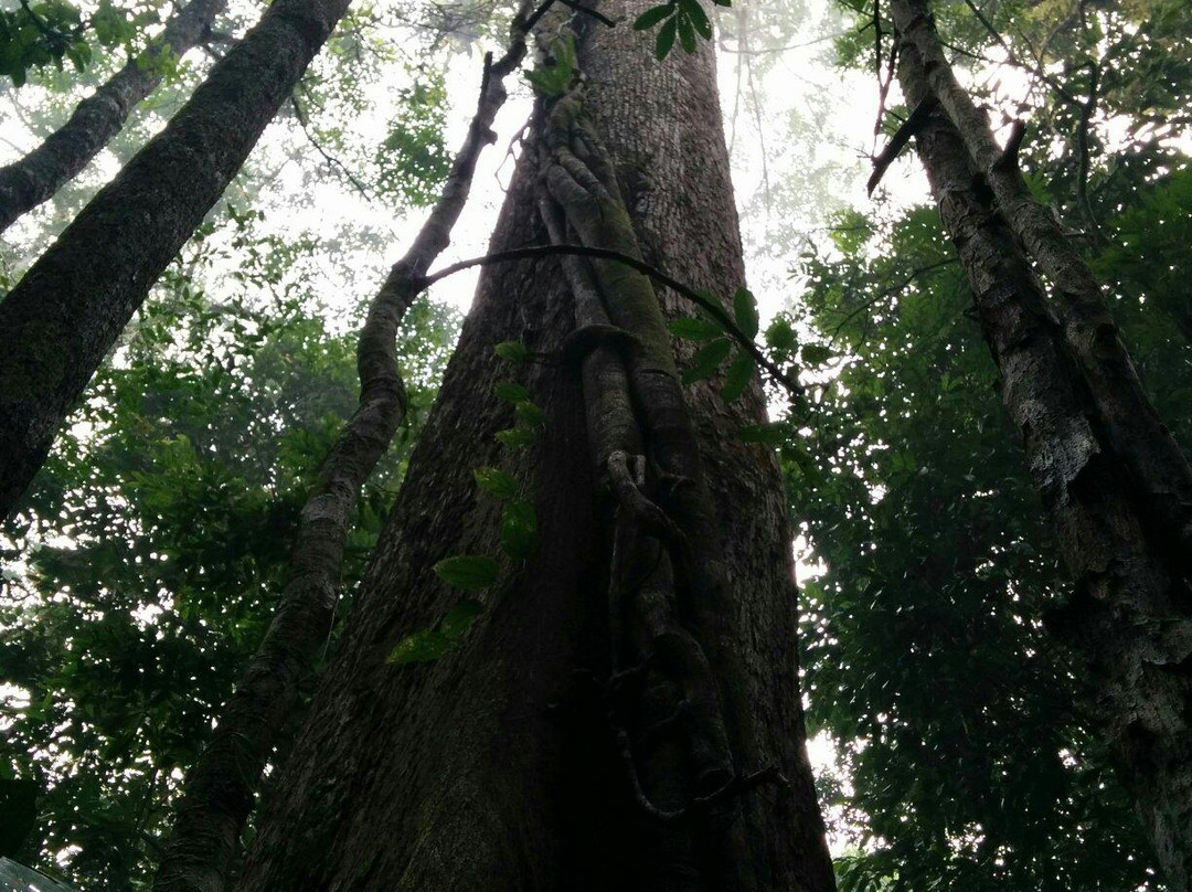 巴厘巴板旅游景点-Wehea Rainforest