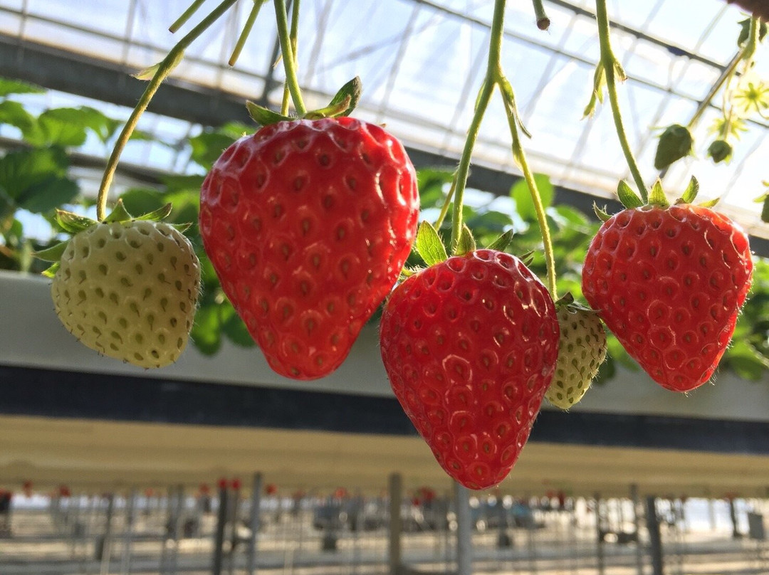 Osazen Strawberry Farm-八幡市必去景点
