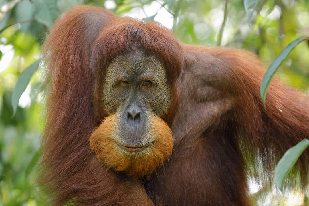 Bukit Lawang Trek