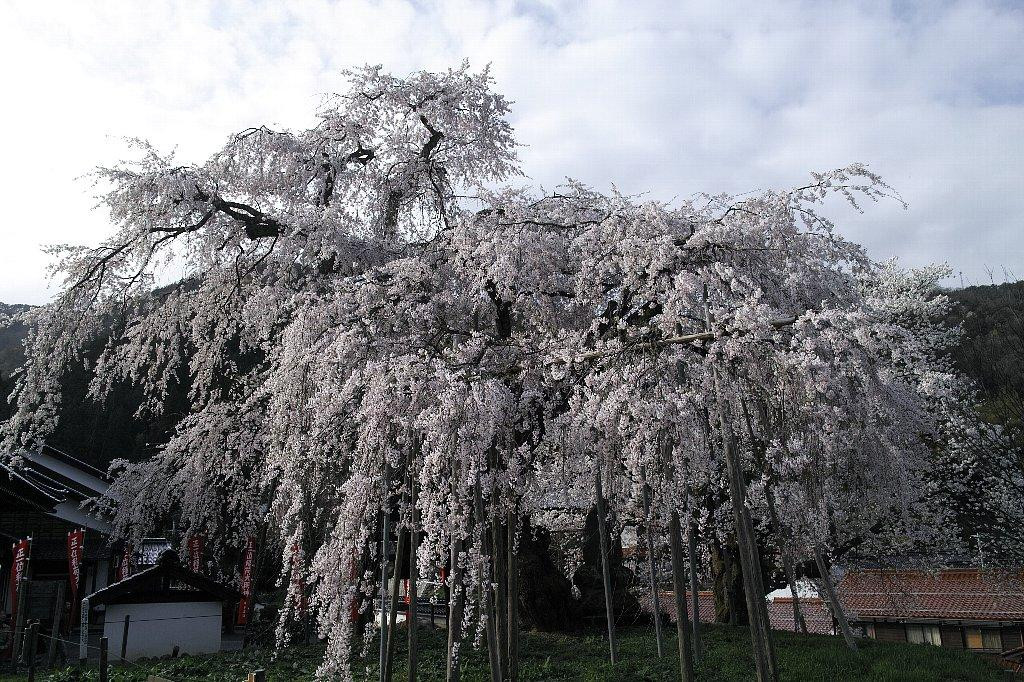 Taiunji Temple's Shidare Cherry Blossom景点图片