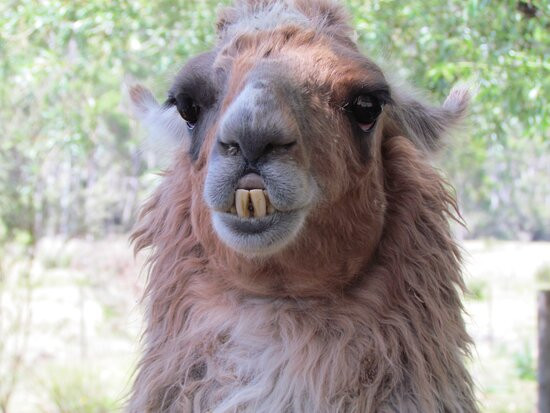 Llama Farma-Elizabeth Town必去景点