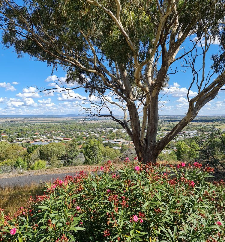 Memorial Hill Lookout景点图片