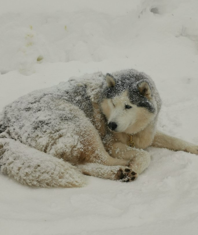 L’Aventure en Traîneau-Vinzier必去景点