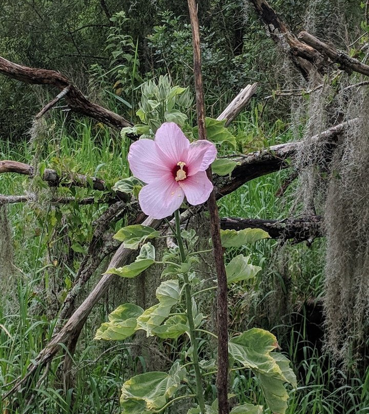 Black Bear Wilderness Area-桑福德必去景点