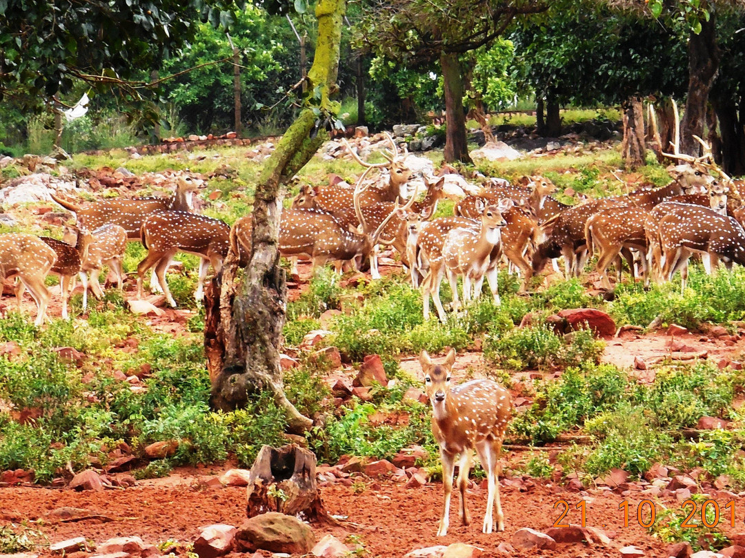 Deer Park景点图片