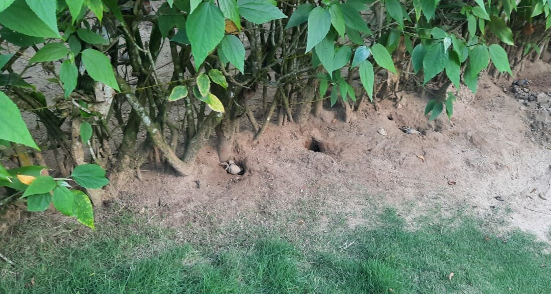 Grande do Bonete Beach-乌巴图巴必去景点