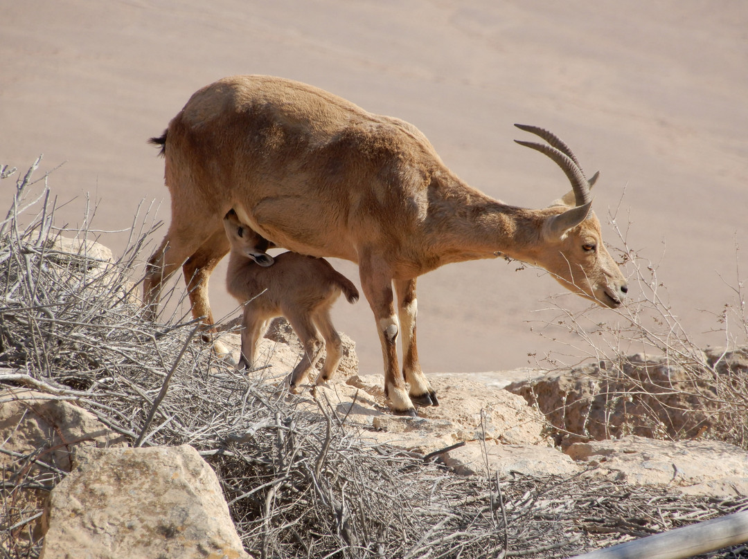 Beresheet By Isrotel Exclusive主图