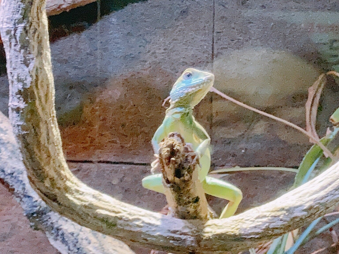 iZoo-河津町必去景点