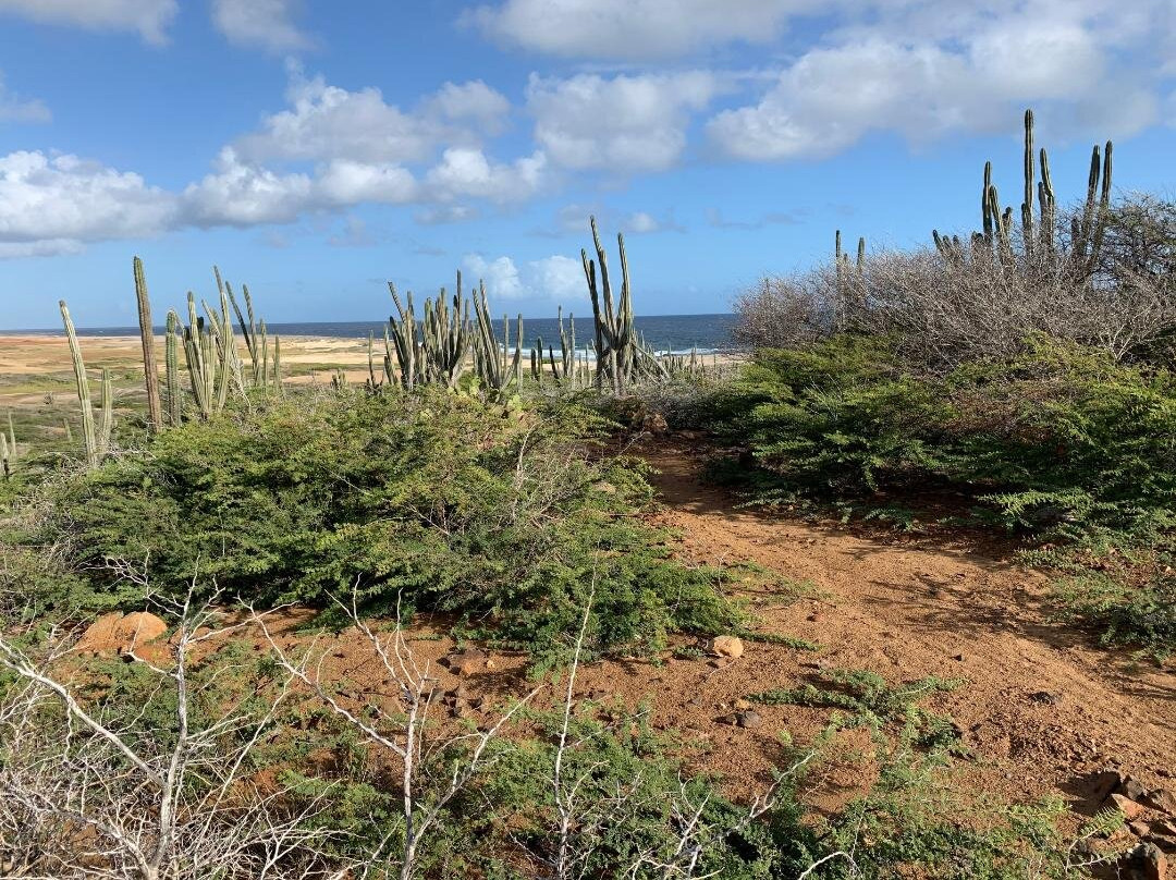 Aruba Active Vacations-Malmok Beach必去景点