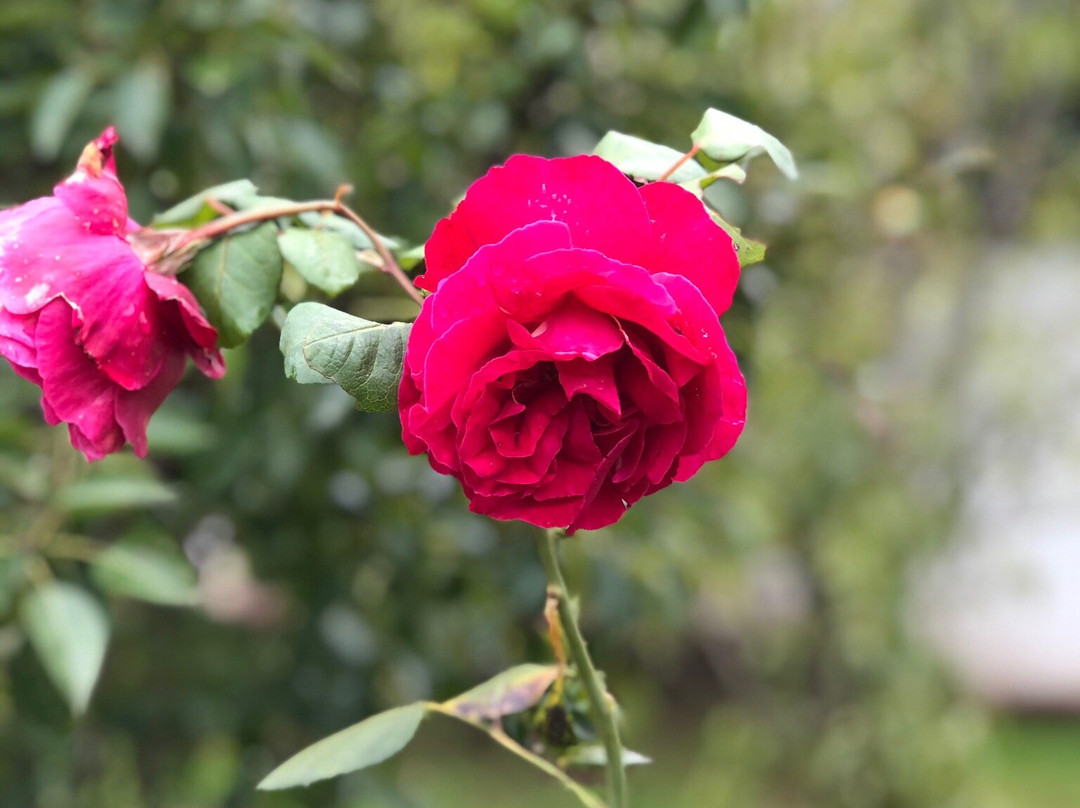 The Browns' Luxury Guest Suites主图