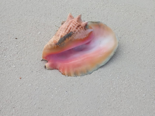 Reelistic Dream Tours-普罗维登西亚莱斯必去景点