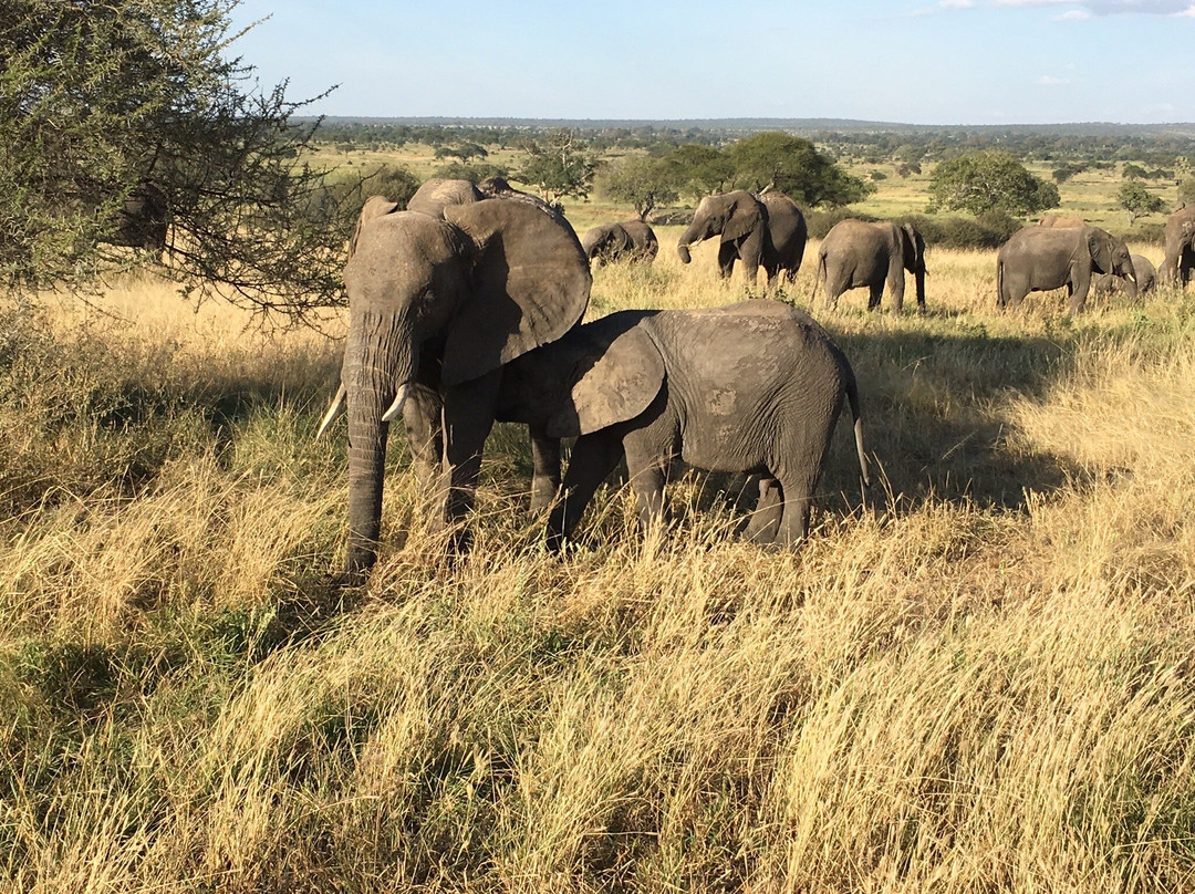 Redunca Safaris-阿鲁沙必去景点