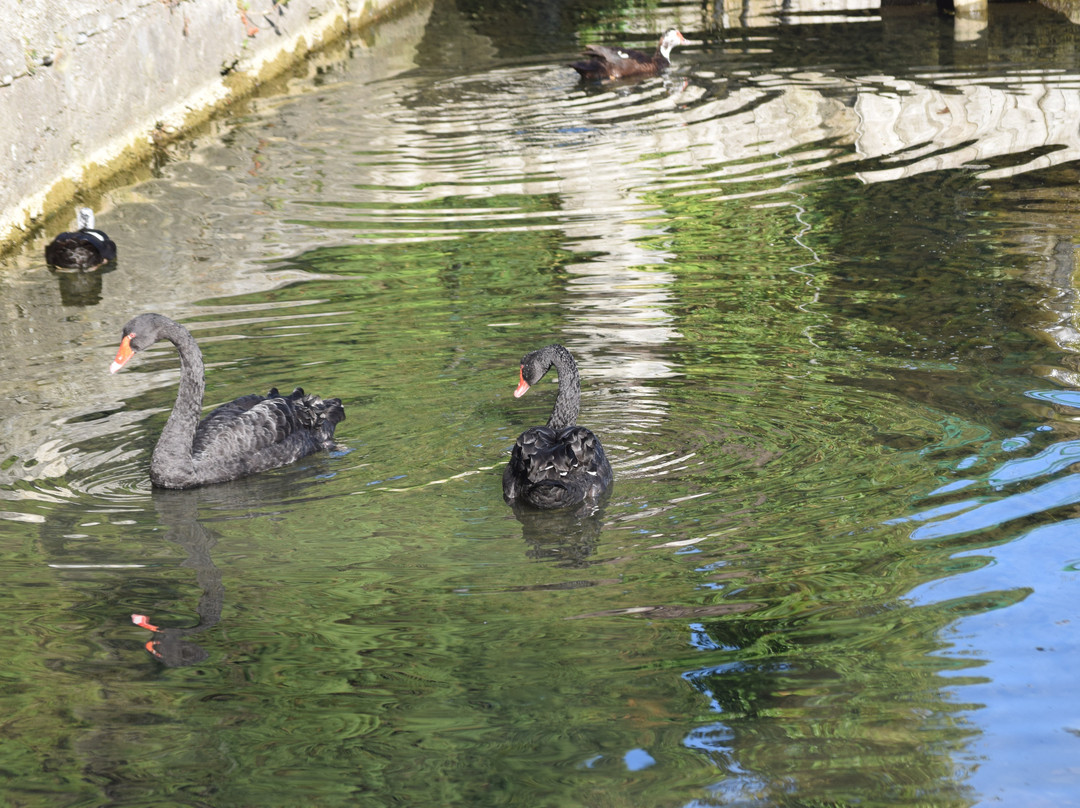 Park With Swans-New Athos必去景点