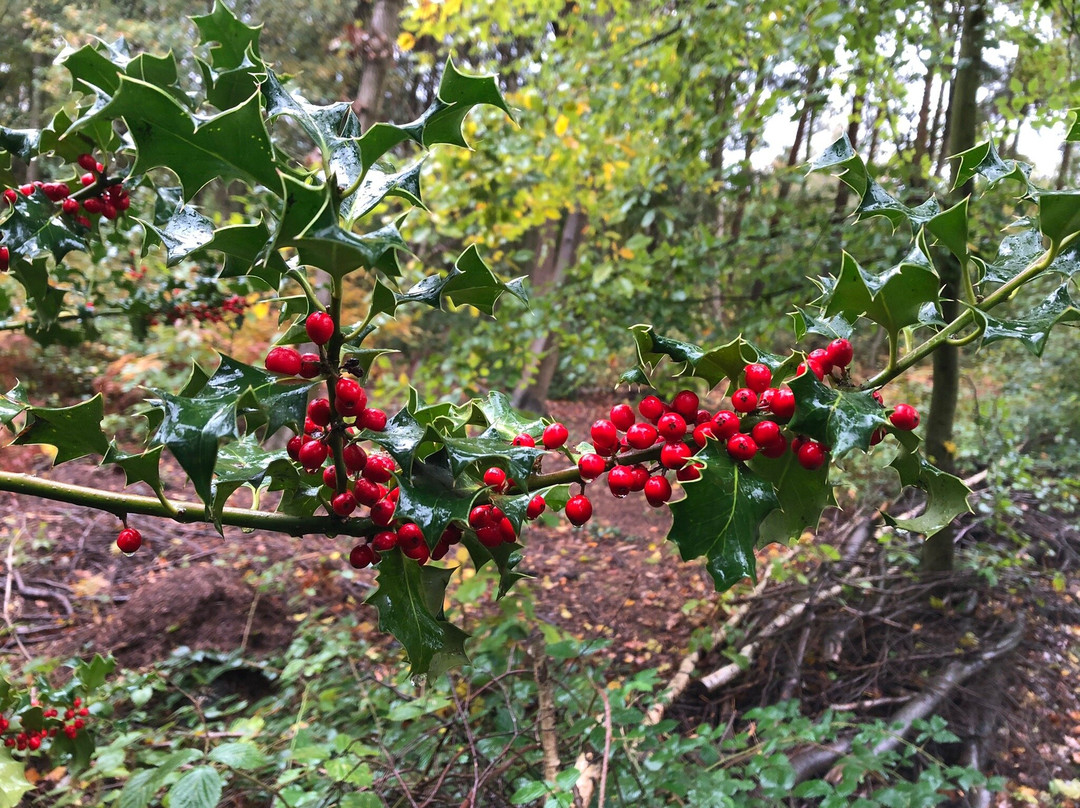 RSPB Reserve Blean Woods景点图片