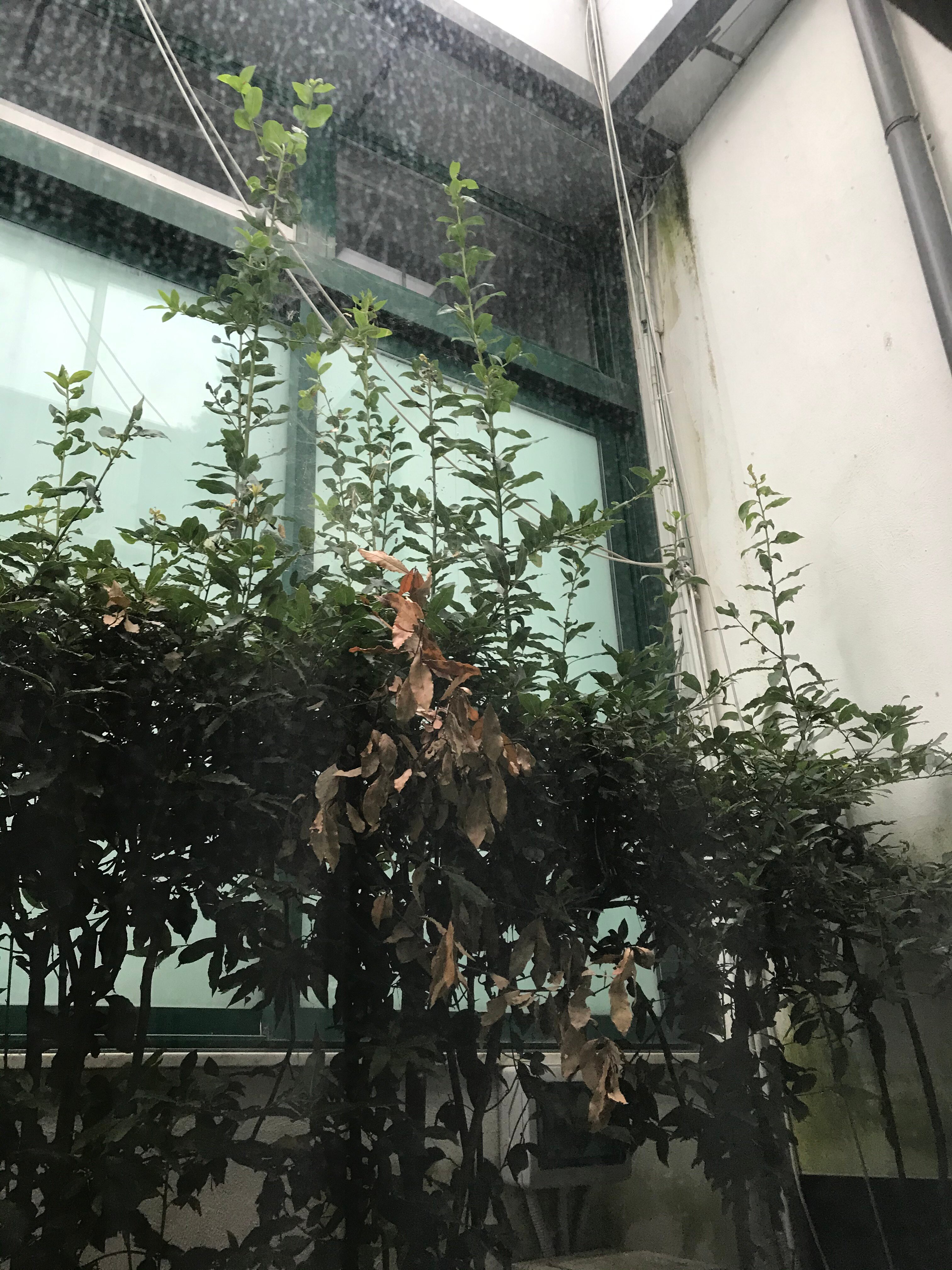 Hotel Ariston-酒店景观