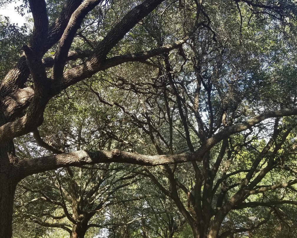 Lafreniere Park-梅泰里必去景点