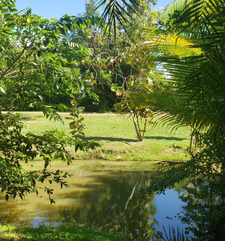 Pterocarpus Forest - Palmas del Mar景点图片
