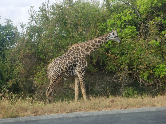Usambara Expeditions-Dar es Salaam必去景点