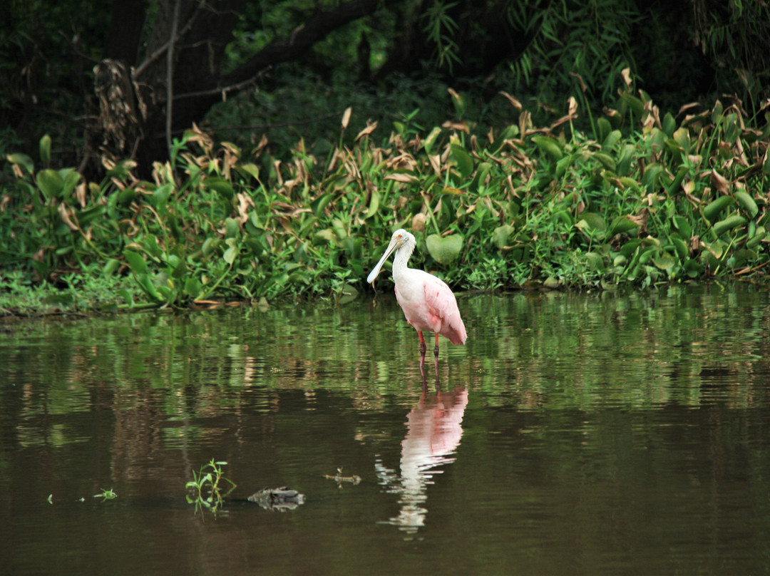 The Atchafalaya Experience景点图片