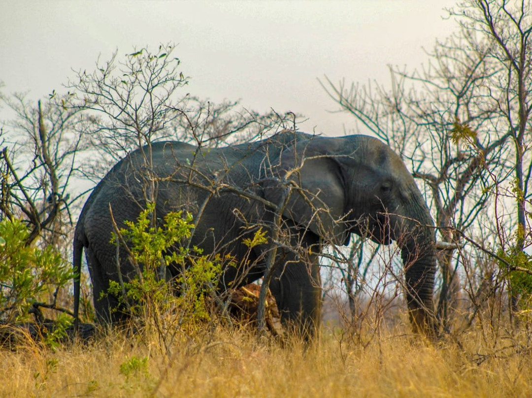 Crowned Eagle Tours and Safaris-雾观必去景点