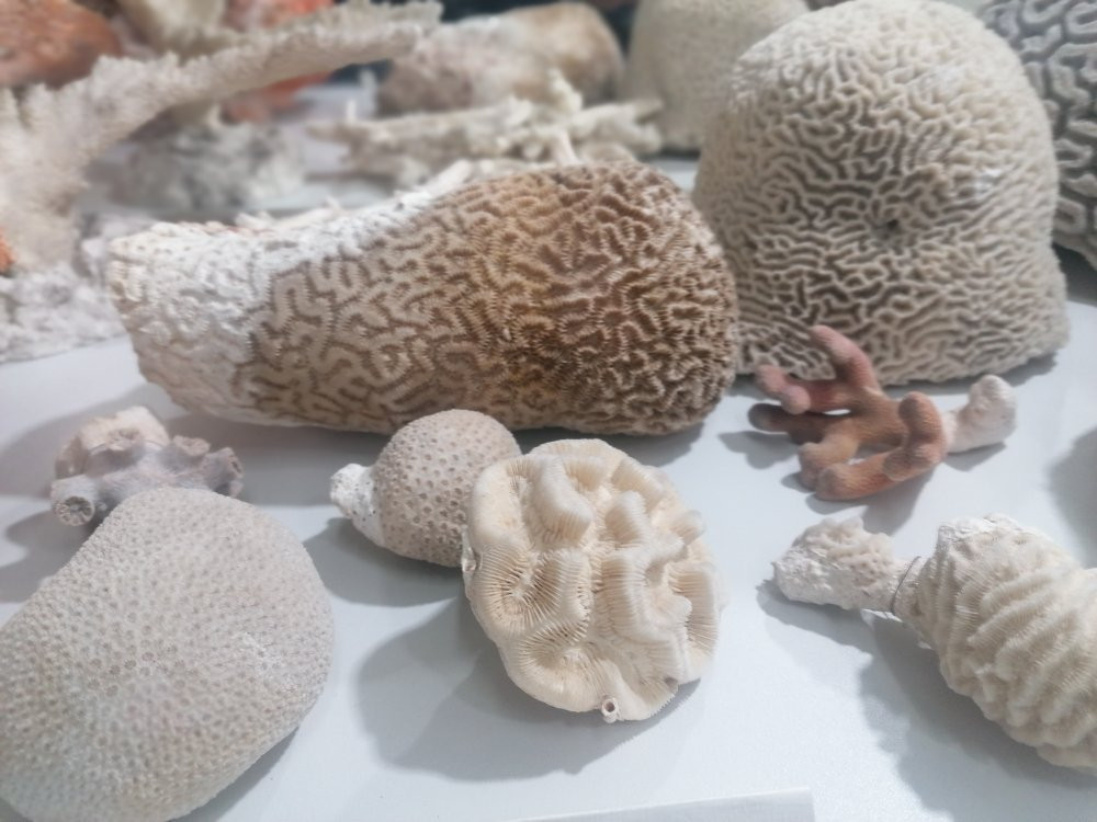 Museum of Sea Fishery Swinoujscie景点图片