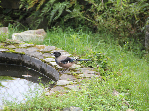 Mountain Quail Lodge主图