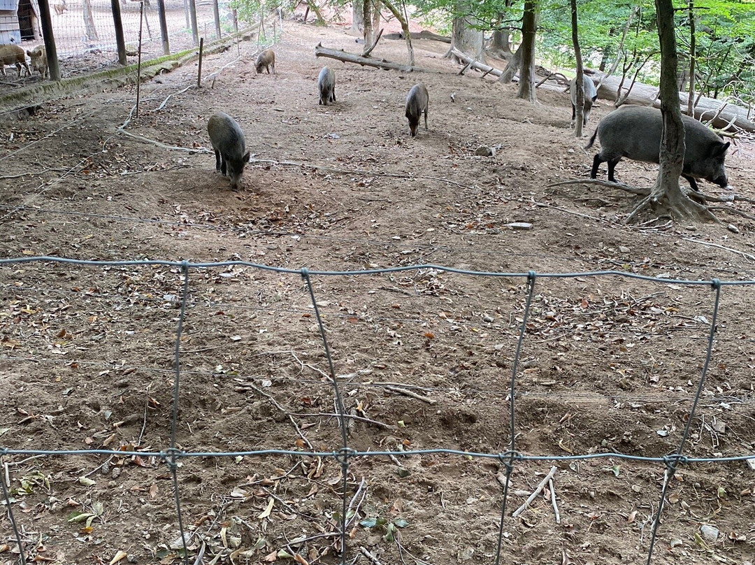 Wildpark Wadgassen-Differten-Wadgassen必去景点