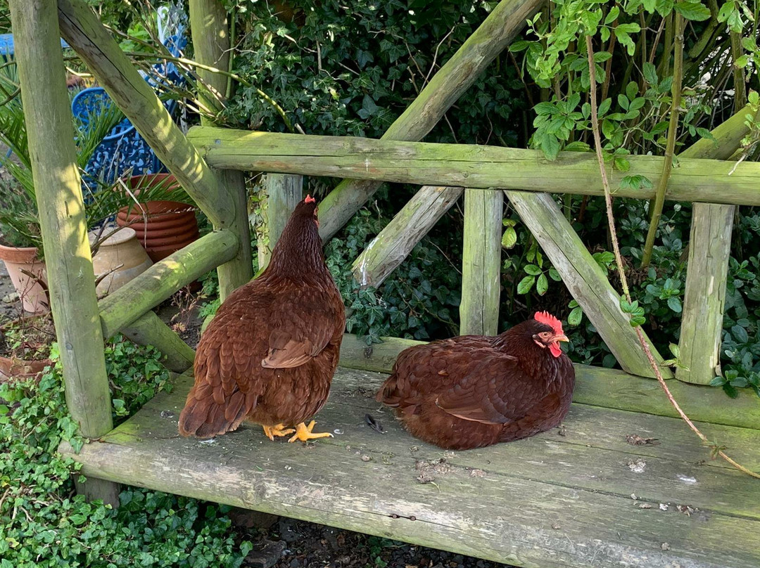 Old Rectory Howick主图