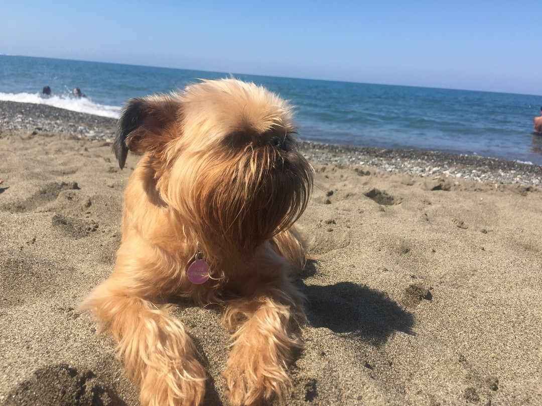 Spiaggia libera di Bibbona-Marina di Bibbona必去景点
