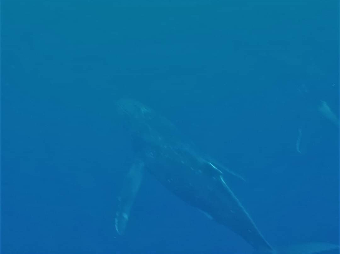 MOOREA MOANA TOURS景点图片