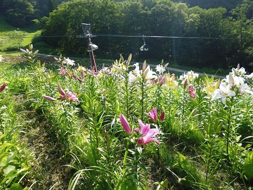 Hotel Harvest Madarao主图